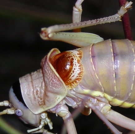 Ephippiger sp. (Orthoptera, Bradyporidae)